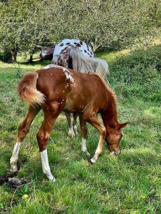 La Coqueta Del Sueve Villa Arriondas Dış mekan fotoğraf